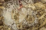 Polished Petrified Wood (Araucaria) Round - Madagascar #355332-1